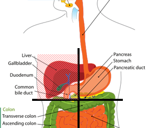 Cramp Upper Right Abdomen: Causes, Symptoms, and When to Seek Care