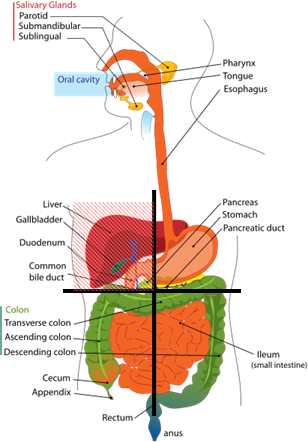 Cramp Upper Right Abdomen: Causes, Symptoms, and When to Seek Care